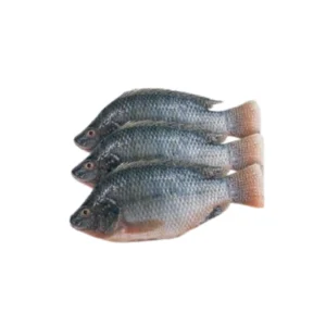 Frozen whole Tilapia