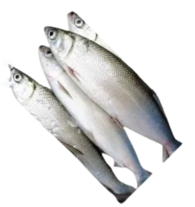 Foodstuff Suppliers in UAE