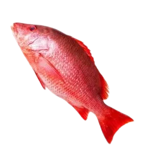 Foodstuff Suppliers in UAE