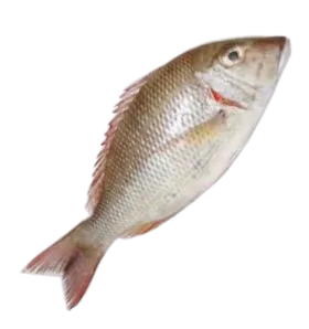 Foodstuff Suppliers in UAE