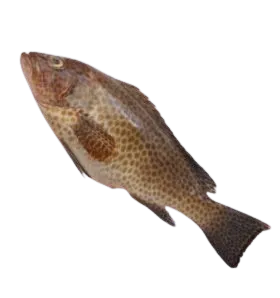 Foodstuff Suppliers in UAE