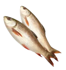 Foodstuff Suppliers in UAE