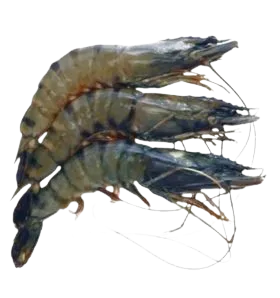 Foodstuff Suppliers in UAE