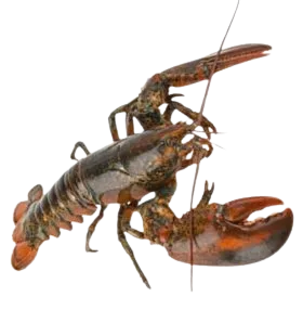 Foodstuff Suppliers in UAE