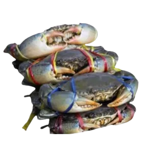 Foodstuff Suppliers in UAE