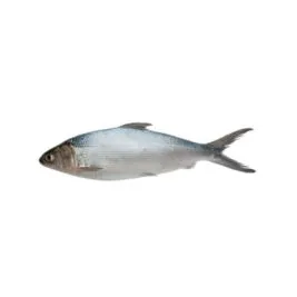 Milk Fish suppliers in UAE