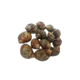 Fish With Shell suppliers in UAE