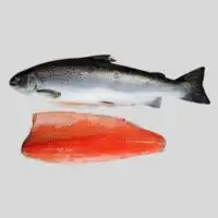 Fish suppliers in UAE