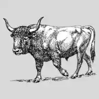 OX
