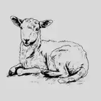 Lamb